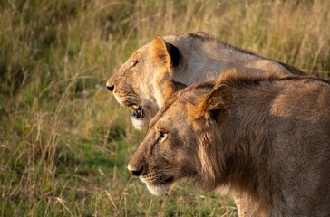 Closeup of Asiatic lions in profile in a safari