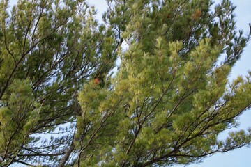 Branches of a pine tree against the background of the sky. Evergreen tree foliage in autumn.