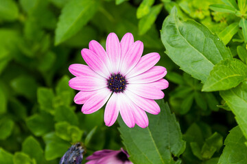 Macro close up picture of a purple flower in bloom