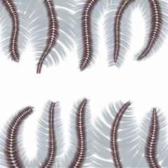 set of spiral a feather