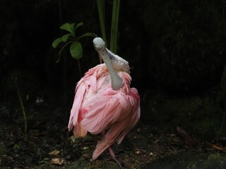 Roseate spoonbill in the woods