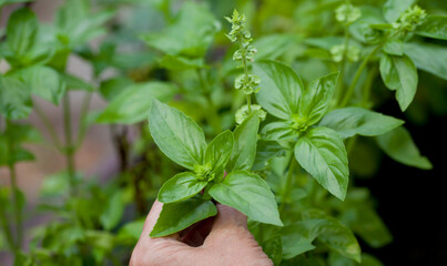 Basil harvest in the medicinal and herbal garden.