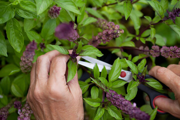 Harvest of sweet Thai cinnamon  basil herb in the medicinal garden.