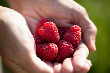 Raspberry collect  in the soft fruit garden. Big ripe berries on the bush.