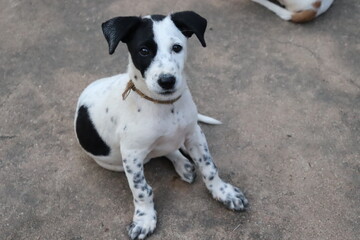 cute black and white puppy