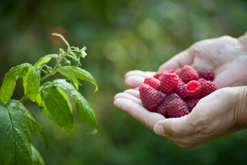 Harvest of ripe berries from the summer raspberry bush.