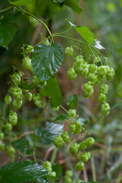 Imagens de Humulus – Explore Fotografias do Stock, Vetores e Vídeos de ...