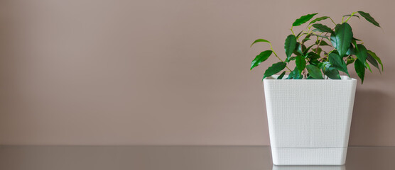 Small green ficus in white pot against background of beige wall. sprout. Houseplant. Layout or background with copy space. Beginning of growth. Banner