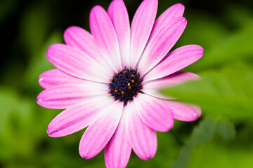 Obraz premium Macro close up picture of a purple flower in bloom