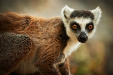 Naklejka na ściany i meble Ring-tailed lemur, Lemur catta, close up portrait, eye contact, blurred background. Wild animal, traveling Madagascar. 