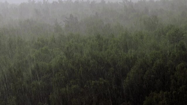 Rain in a summer forest