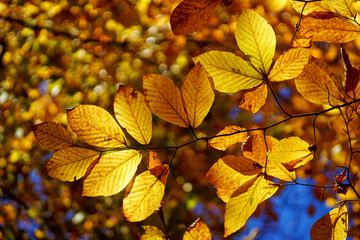 yellow and orange autumn leaves on a tree
