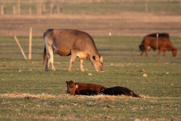 Selective focus shot of a calf resting in the field with brown cow grazing in the background