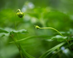 Selective focus shot of green closed wood anemone in a British woodland in spring