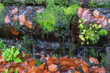 Bei Trippstadt- Karlstalschlucht-Pfalz im Herbst
