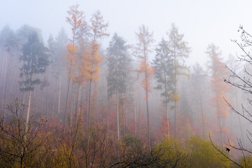 Bei Trippstadt- Karlstalschlucht-Pfalz im Herbst