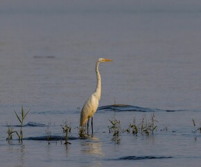 Dirty white egret bird perched in a blue pond