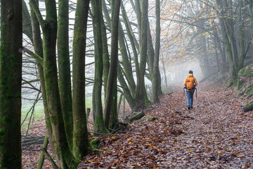 Bei Trippstadt- Karlstalschlucht-Pfalz im Herbst