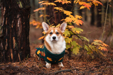 Portrait of dog standing in autumn forest