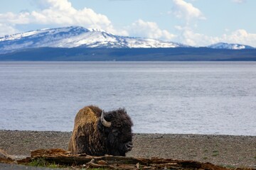 Yak on the seashore with an icy mountain background