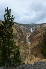 Pine tree on a hill with a river and mountain background