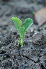 closeup the green ripe peas plant growing in the farm with brown soil soft focus natural green brown background.