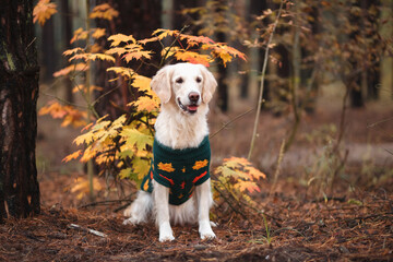 Portrait of a dog sitting in the autumn forest