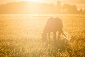 Beautiful shot of a horse grazing on a rural field under a golden sunset sky