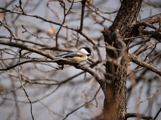 Black-Capped Chickadee on a tree branch