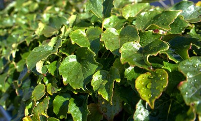 green leaves background