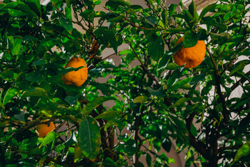 orange fruit tree