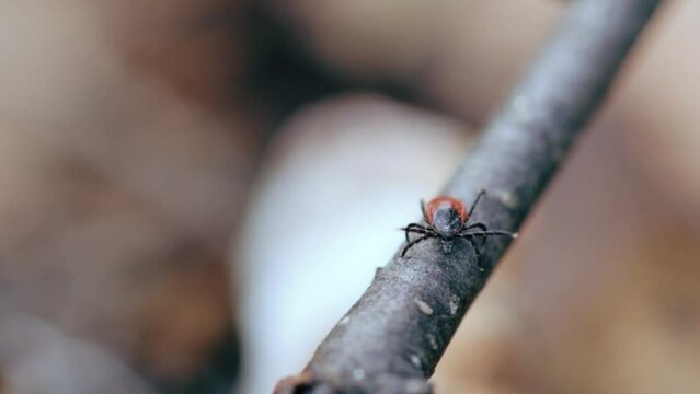 A closeup shot of a tick searching of its prey
