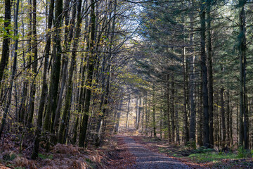 Bei Trippstadt- Karlstalschlucht-Pfalz im Herbst