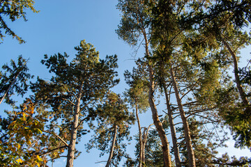 Obraz premium trees and sky