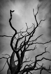 The Dead Tree