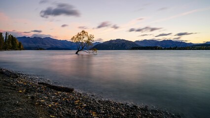 Lonely tree in water in Wanaka, New Zealand for cool background