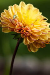 orange dahlia flower