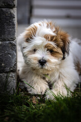 Lhasa apso puppy 