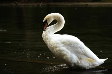 Gordijnen Beautiful shot of a white swan on water © Leo171/Wirestock Creators