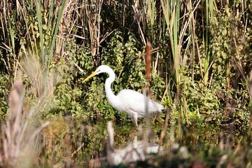 great white heron