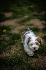 Lhasa apso puppy