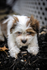 Lhasa apso puppy