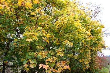 flowers in the garden