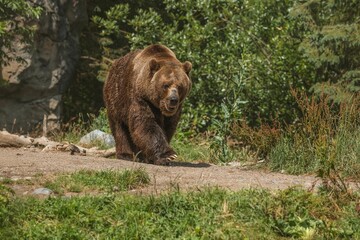 Plakat Large grizzly bear coming walking on a path with trees in the background