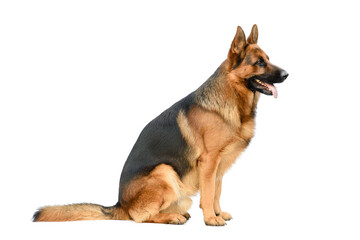 German Shepherd Sitting on the White Background. Service or Working Male Dog Isolated on White Background.