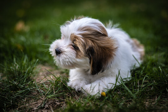 Lhasa Apso puppy