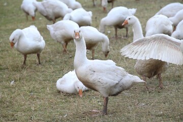 Beautiful shot of a flock of white domestic geese on the pasture