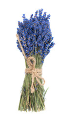 Dry lavender flowers