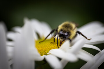 Bee on white flower