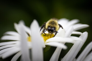 Bee on white flower